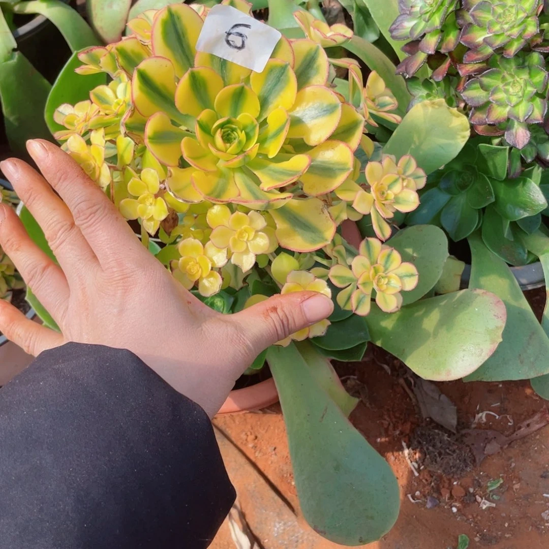 多肉太阳神捧花0000