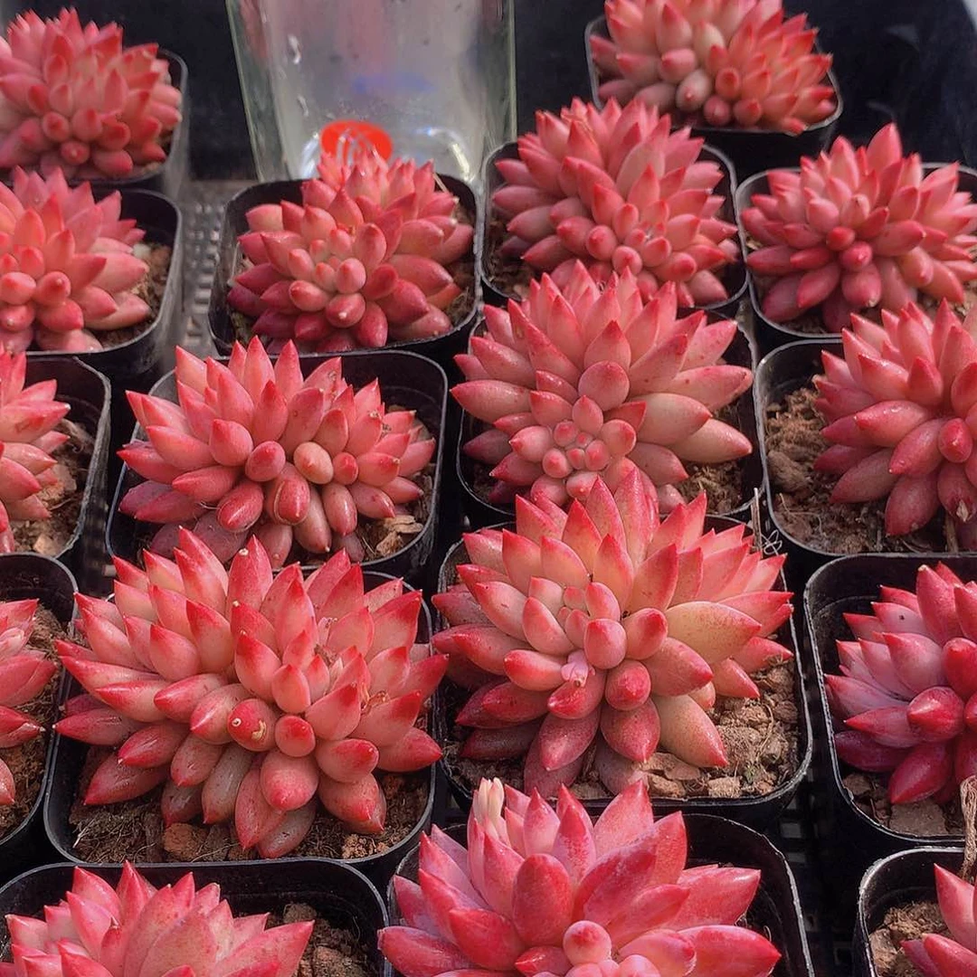 双头虞美人245689900000