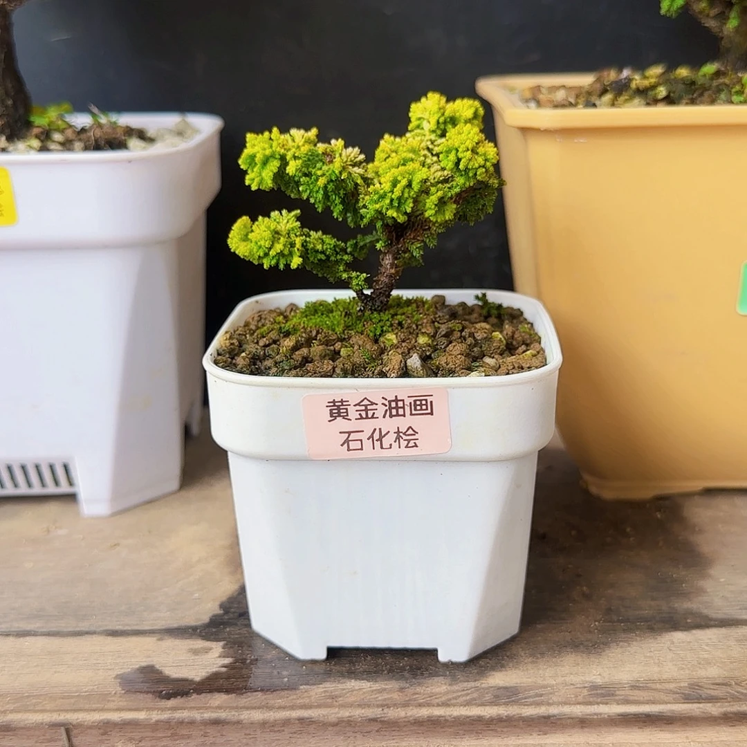 泉***学无花朵黄金油画石化桧178