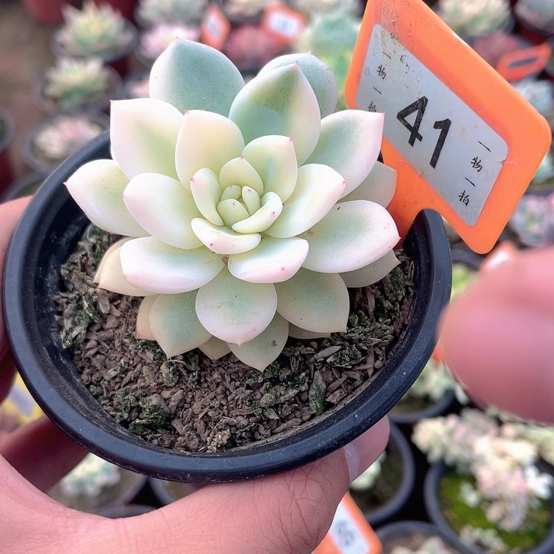 ࿐***༅41号多肉植物盆栽