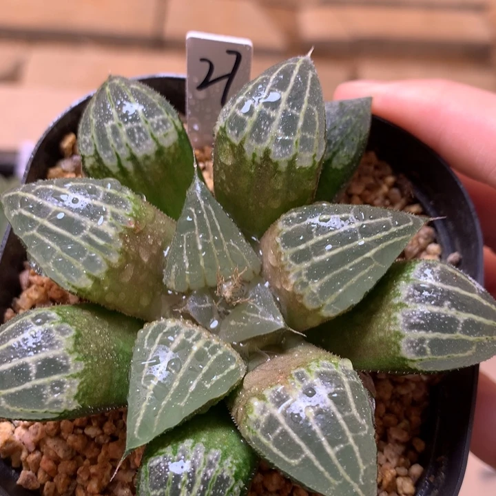 27号实生寿一物一拍