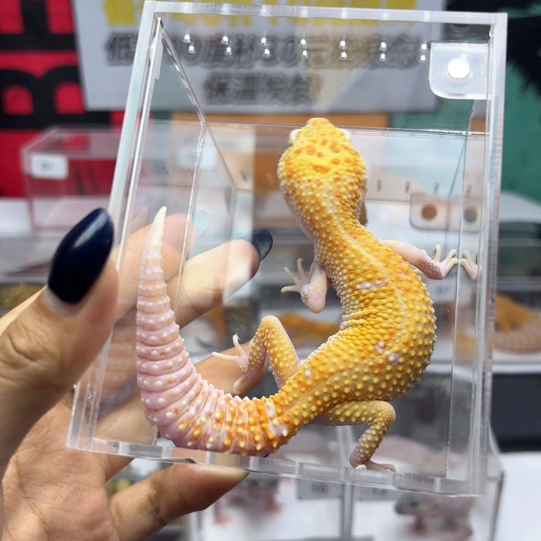 豹纹守宫暴龙蜡笔弟弟Y85