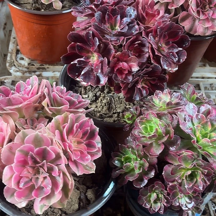 小安娜+小粉女巫+小美杜莎包邮