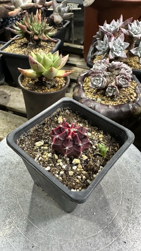 肋骨牡丹锦仙人球