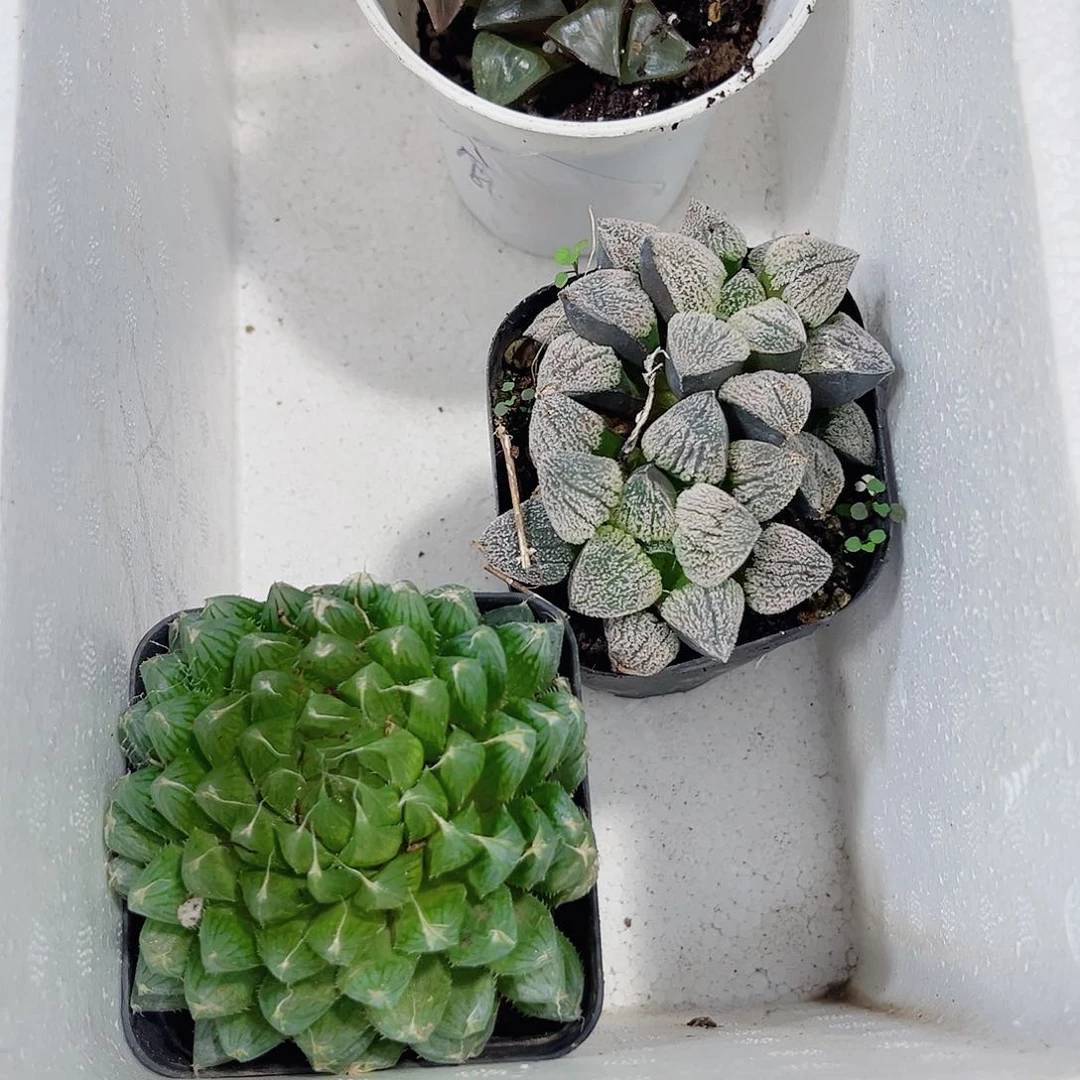 特价处理新手好养