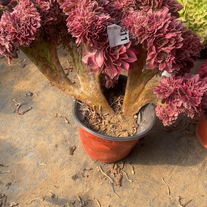 多肉粉女巫缀化，杆子有点瑕疵811