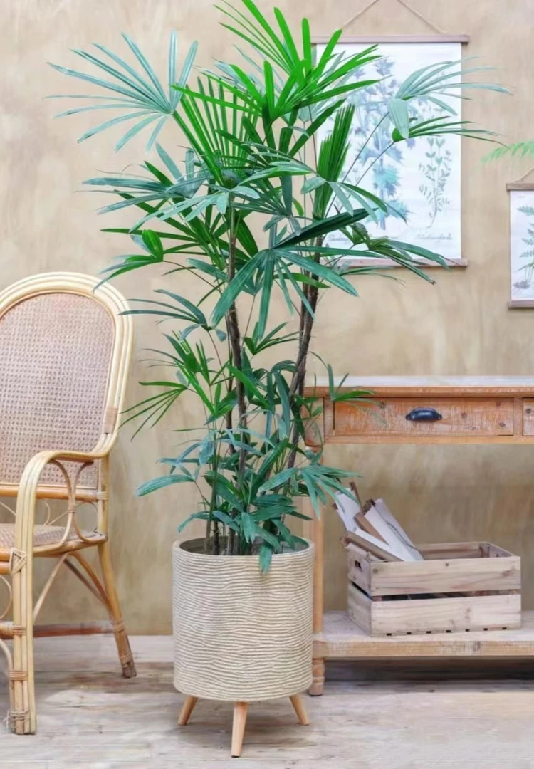 【送货上门】大叶棕竹水培植物室内盆栽绿植净化空气招财竹客厅植物