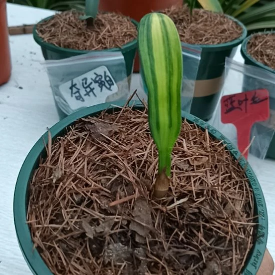 无花朵君子兰小苗君子兰小苗君子兰