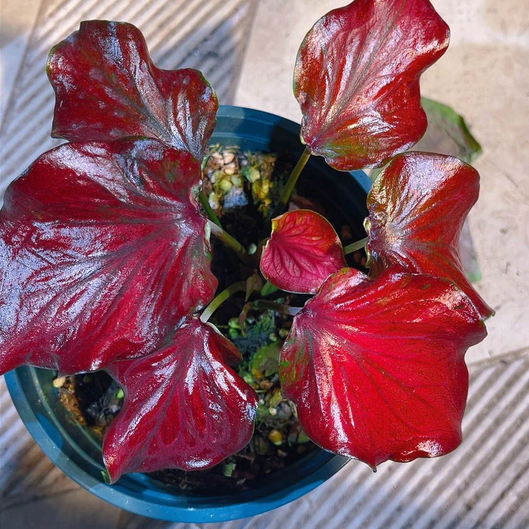 完全开放4882泰彩