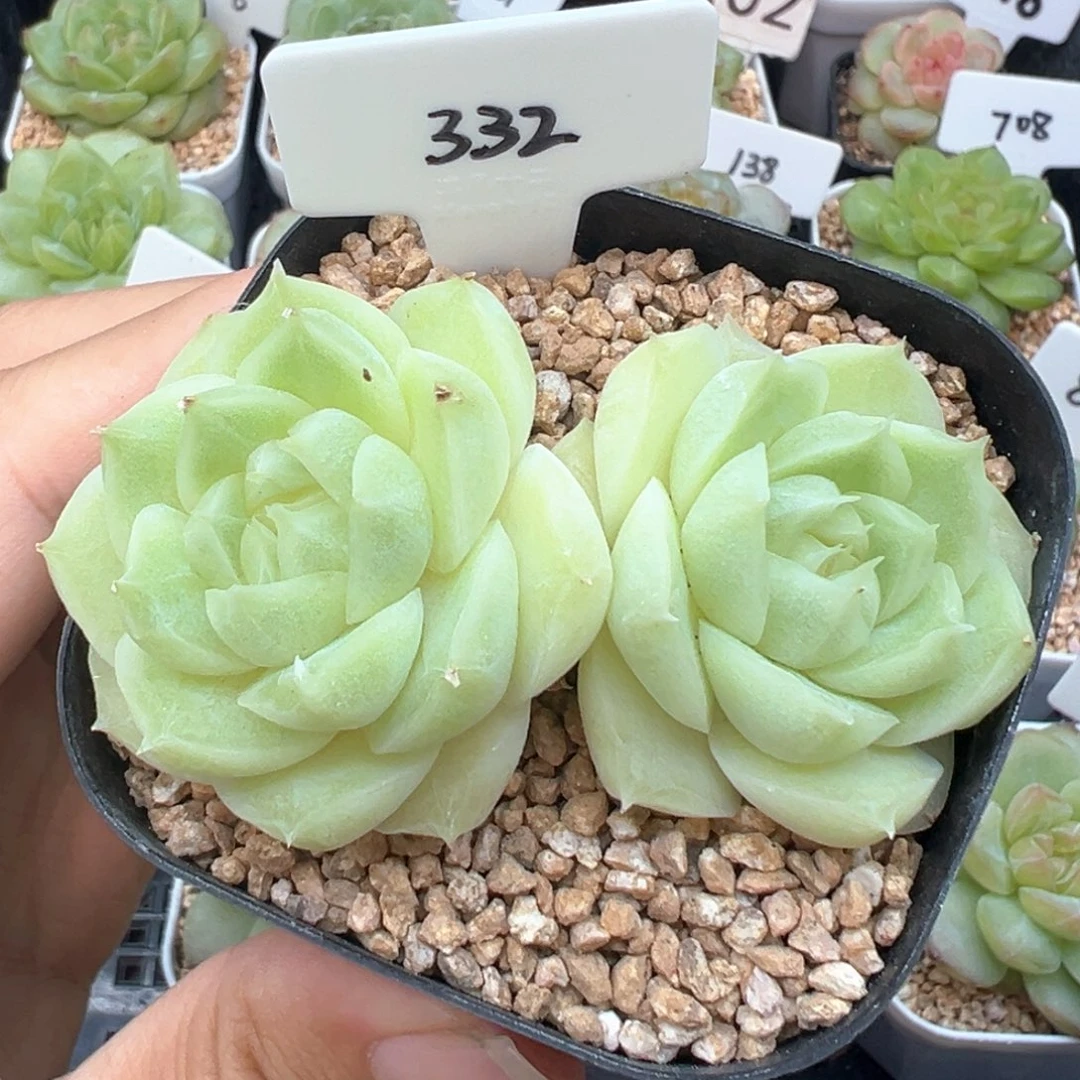 332号梨花白不包整