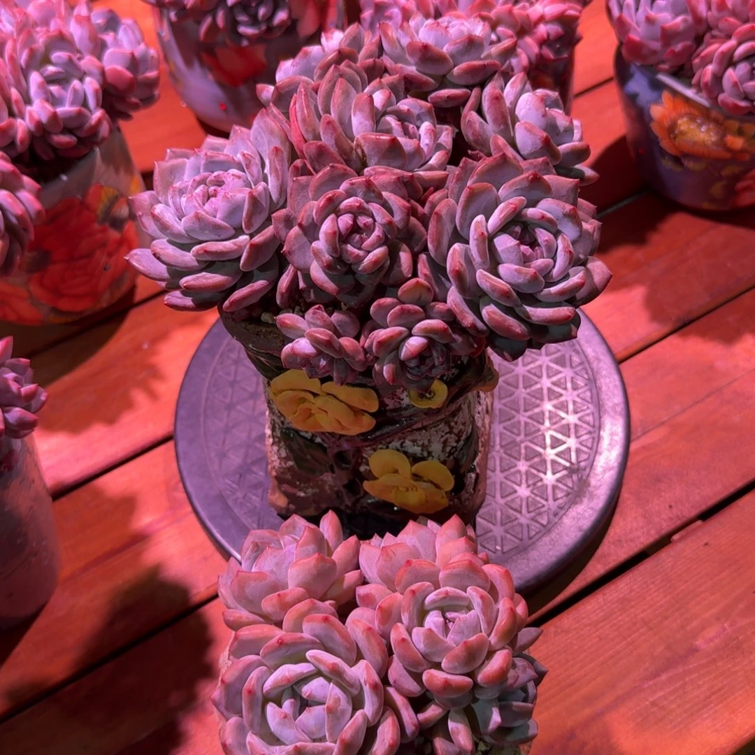 紫***房紫月花房星影群2颗