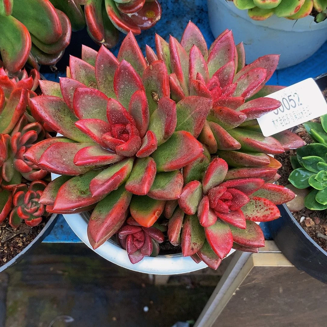 夏***军    丰沛玫瑰多肉率30052