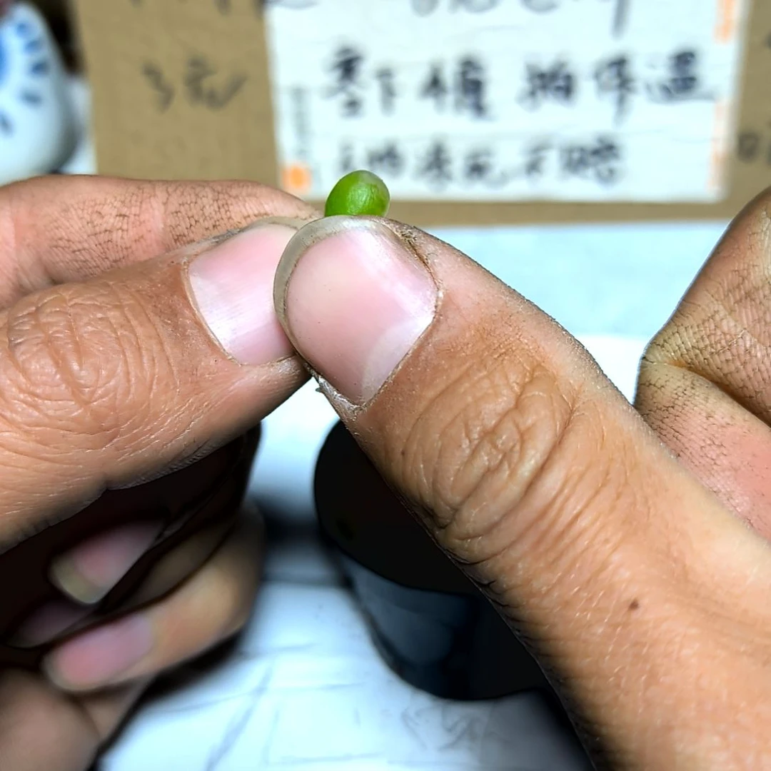 满6元包邮，毛汗尼巨小13棵小小小