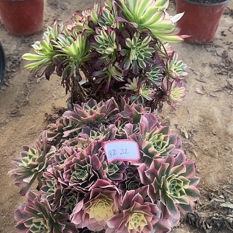 多肉植物白凤182