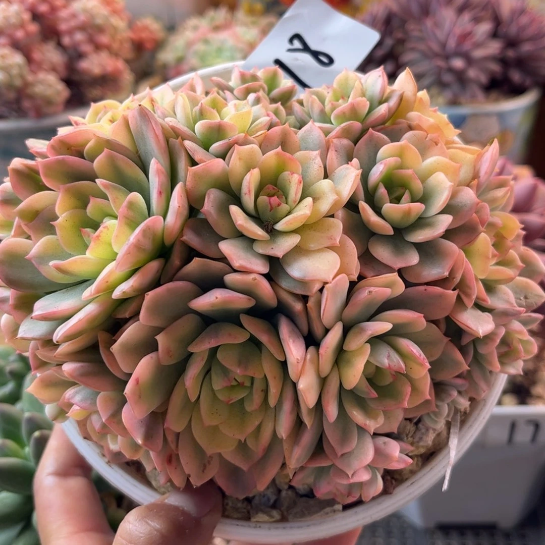 12.11-18红妆锦锦锦