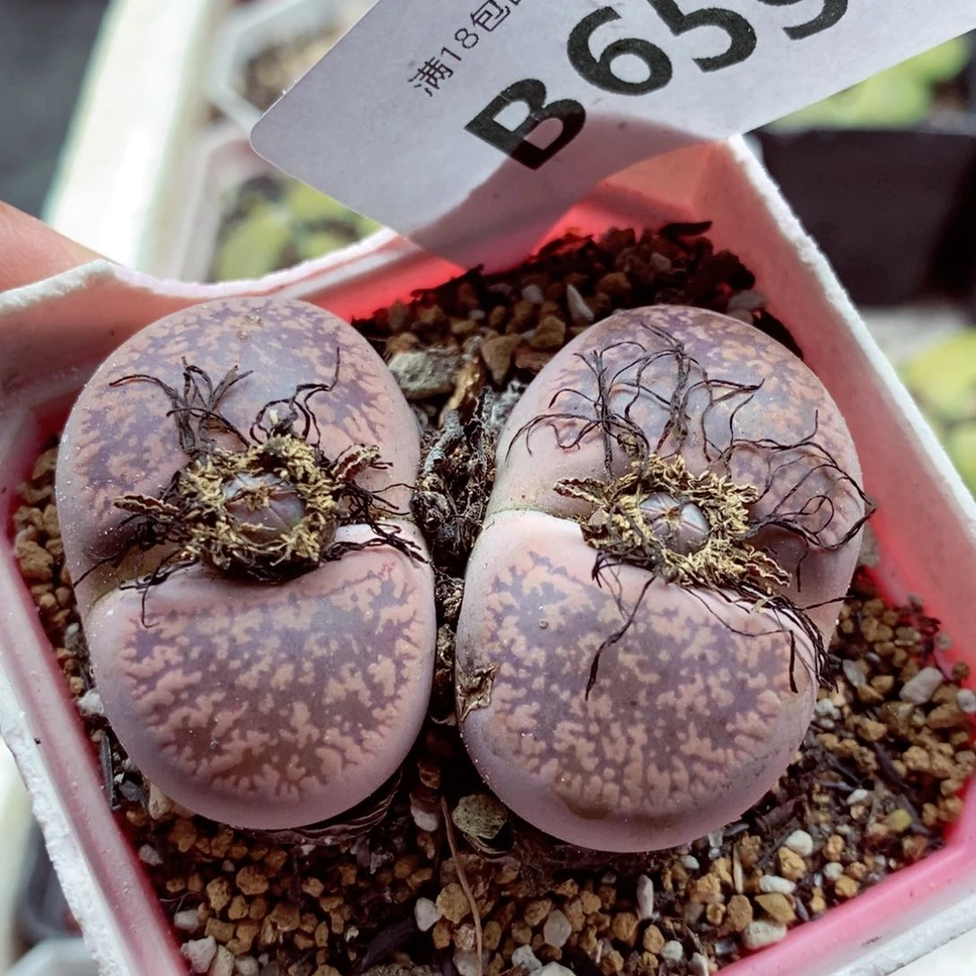 我我的小哥哥小姐姐们都659