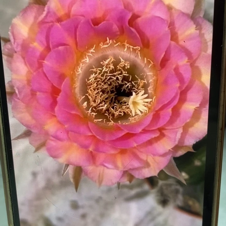 彩草重花8公分左右