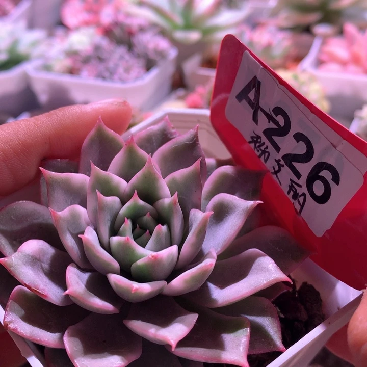 粉艾丽覆轮锦有根