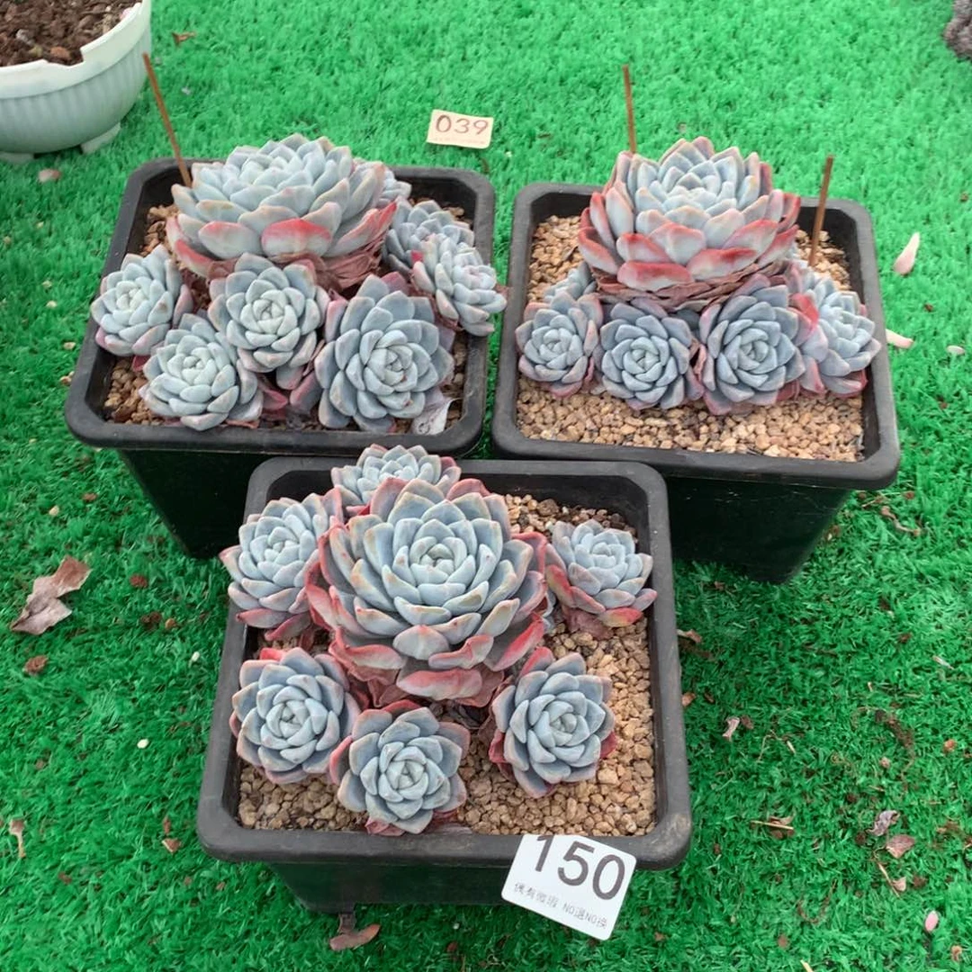 150冰玉多肉植物组合