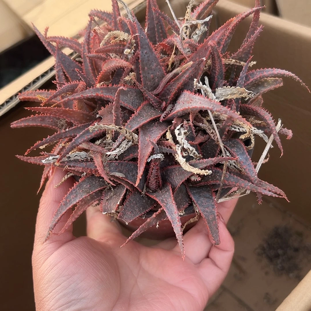 多肉植物圣诞芦荟