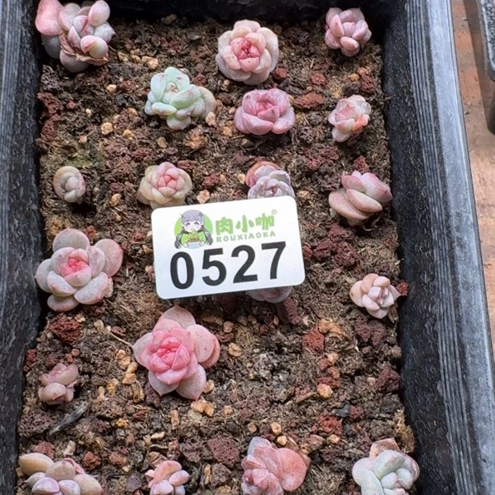 蓝****多肉植物多肉植物