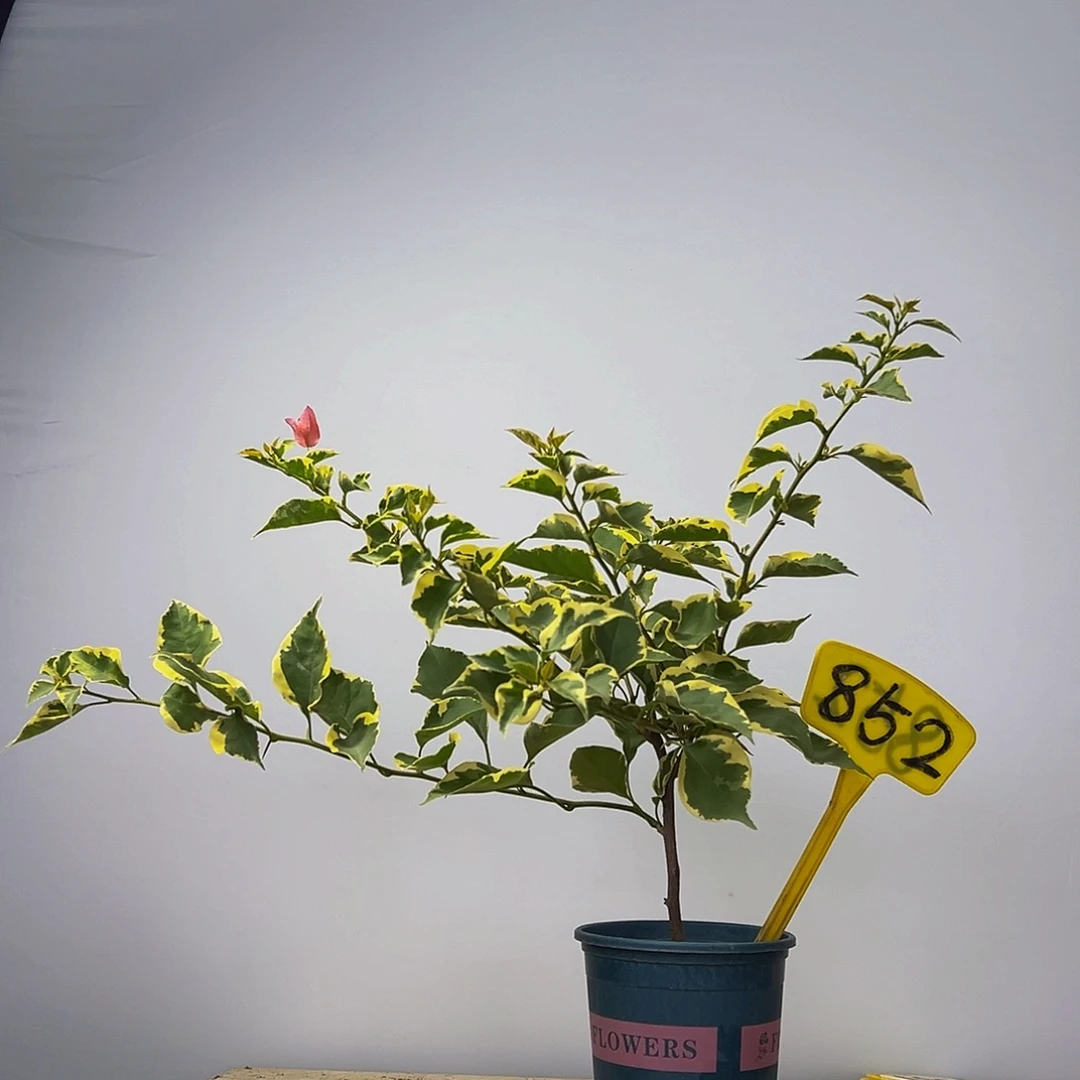 当前无花栽培后可以开花  腊染粉  852