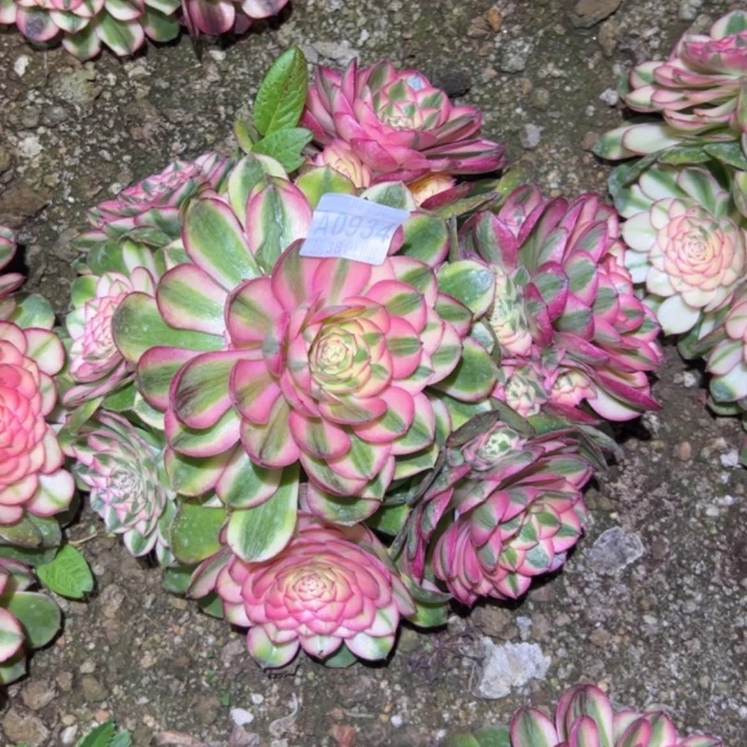 【闪购商品】乖*贝934荔枝多肉