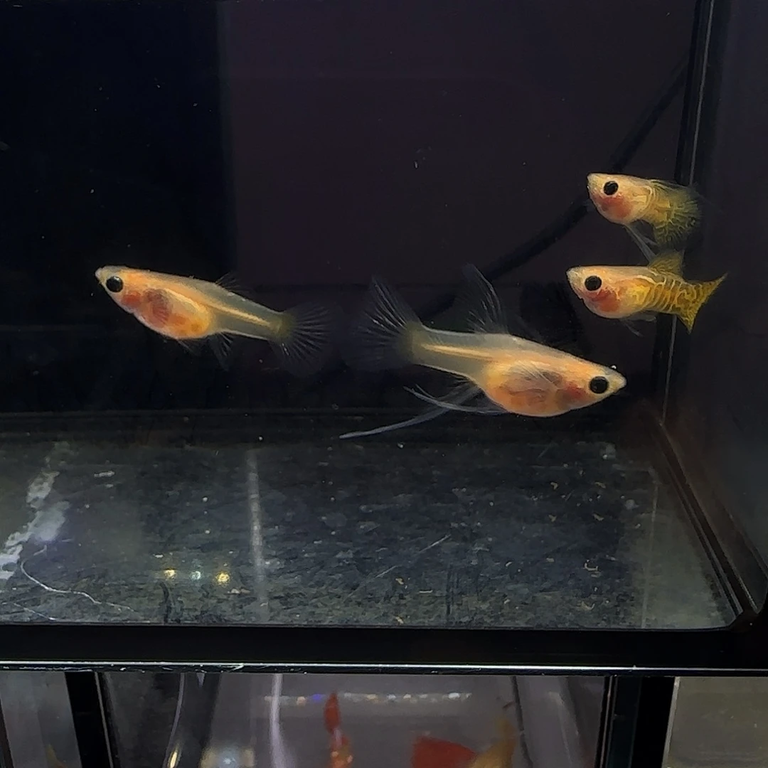 孔雀鱼黄化黄蕾丝玻璃猫大c四条