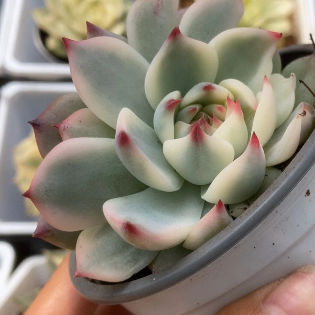 378锦锦锦锦锦锦锦锦