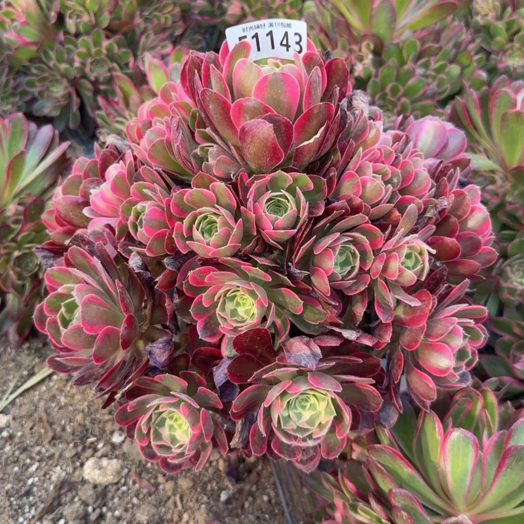 1143妖月。多肉植物