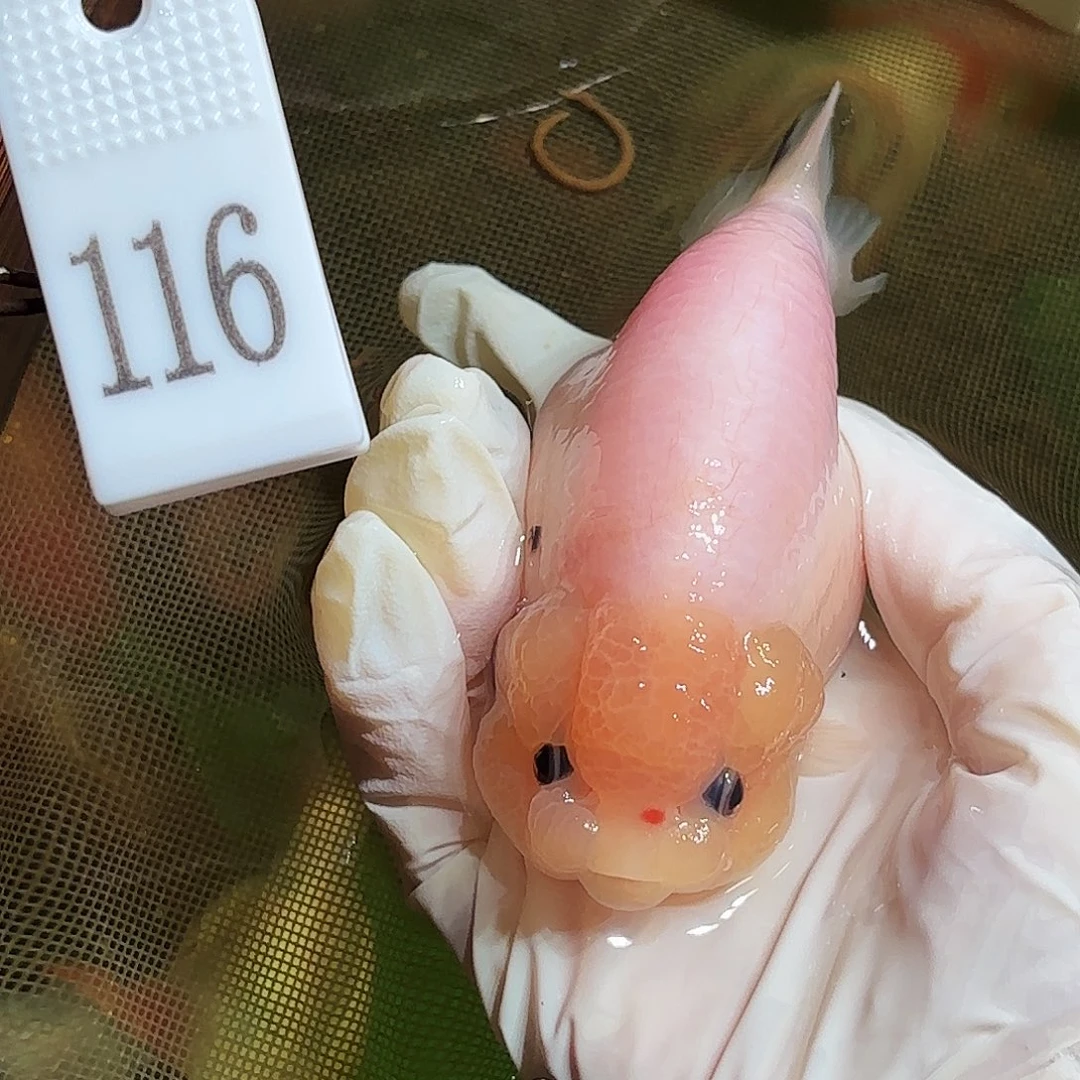 金鱼拍包装包邮，不拍包装运费到付