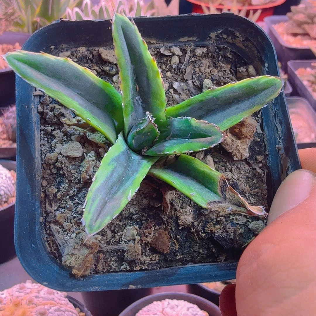 年***喜多肉植物多肉植物