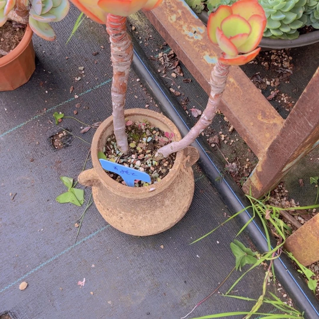 哥***越多肉植物保护研究所所长的