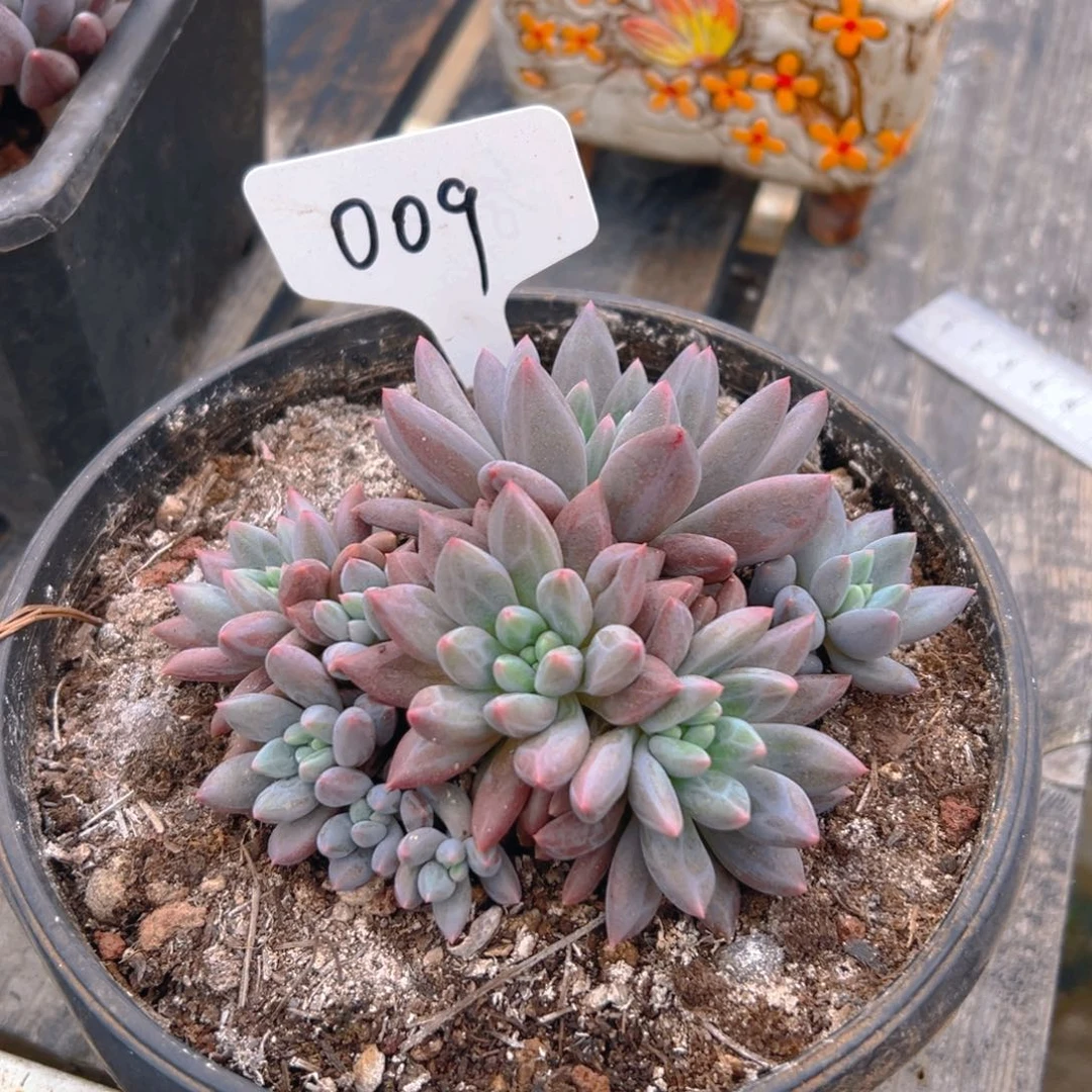 红蜻蜓009号一物一拍