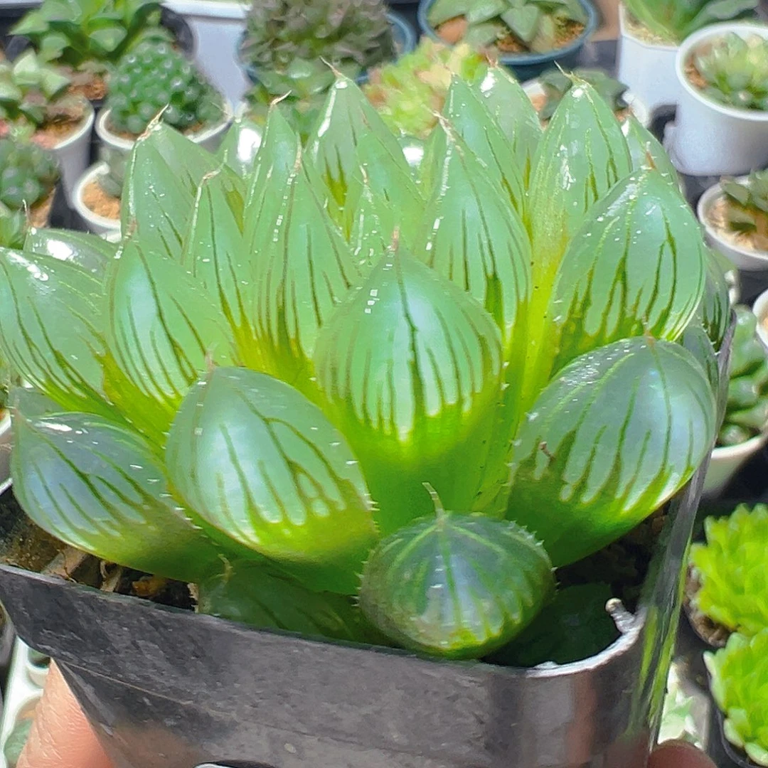 5185多肉植物一颗多肉