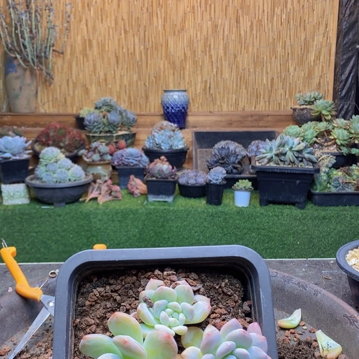 v***笑390号半夏多肉植物