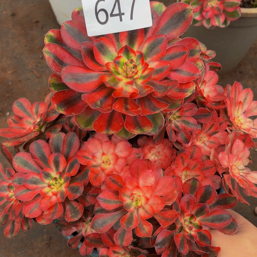 647多肉植物初恋法师