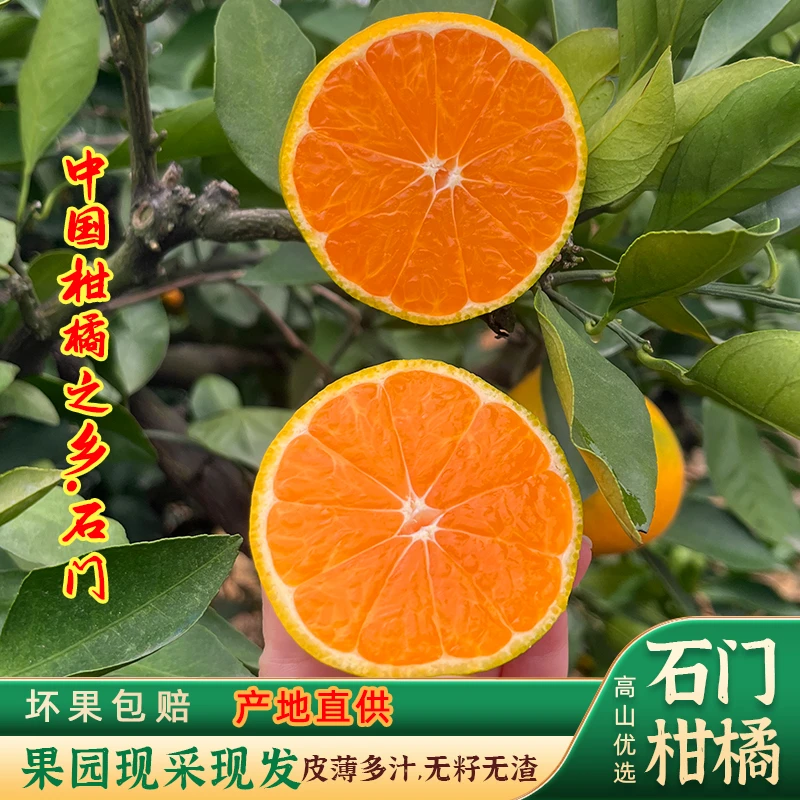 [石门柑橘]新鲜现摘早熟蜜桔青皮无籽应季酸甜多汁柑桔蜜橘水果