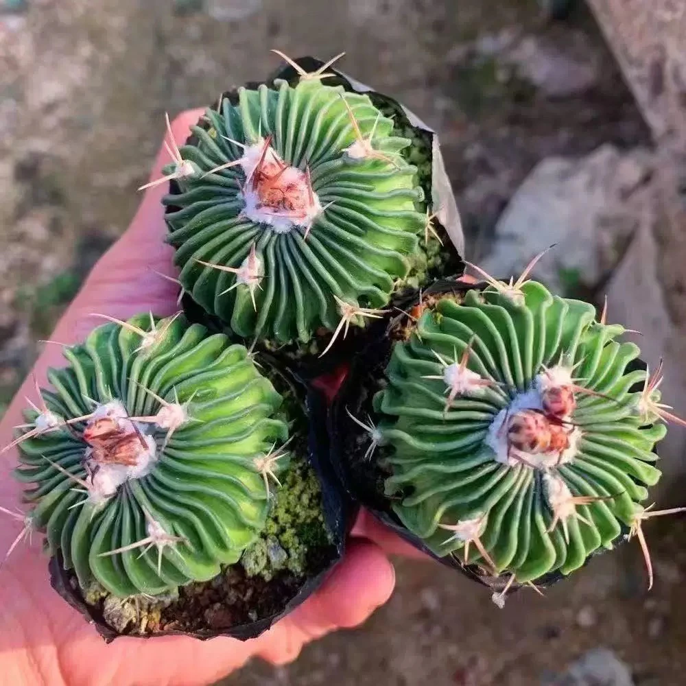 多棱玉千波万波仙人球实生会开花新手好养防辐射吸甲醛多肉植物