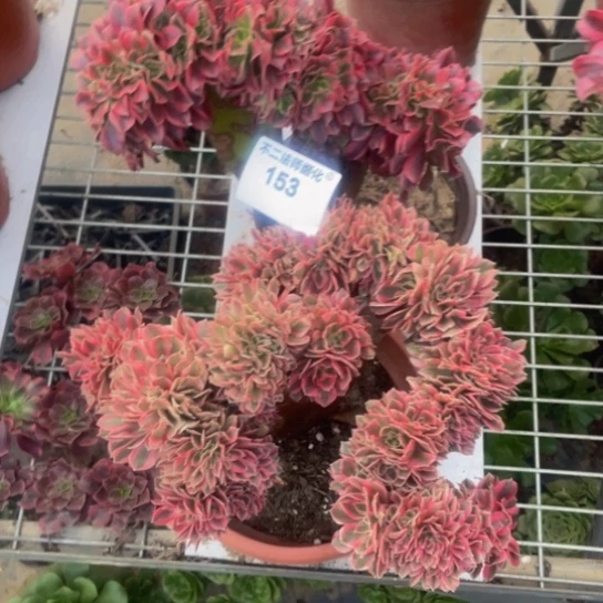 沉***金153，粉女巫，美杜莎缀