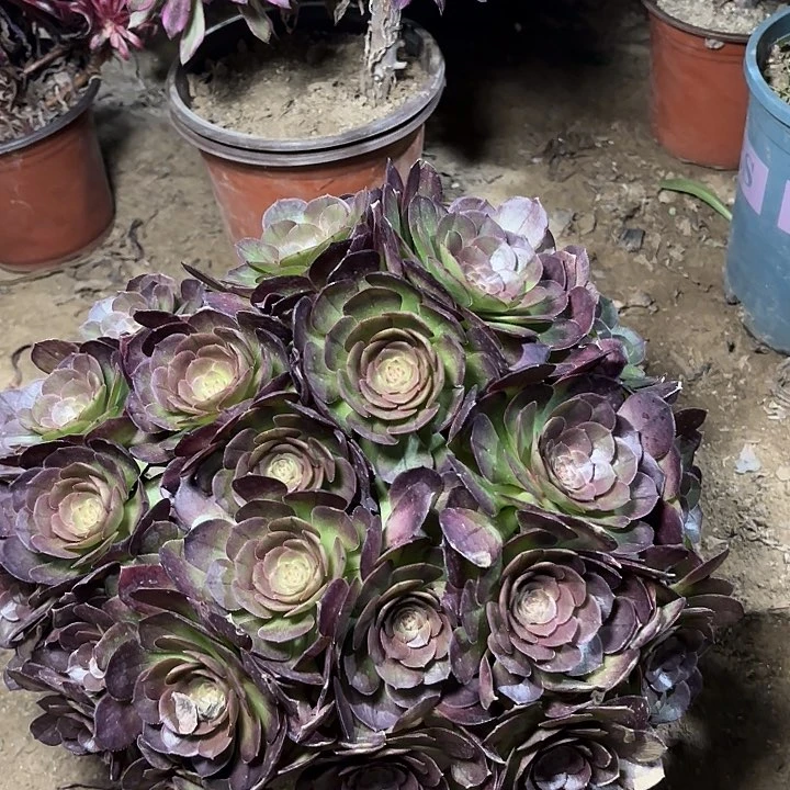 多肉植物万圣节58