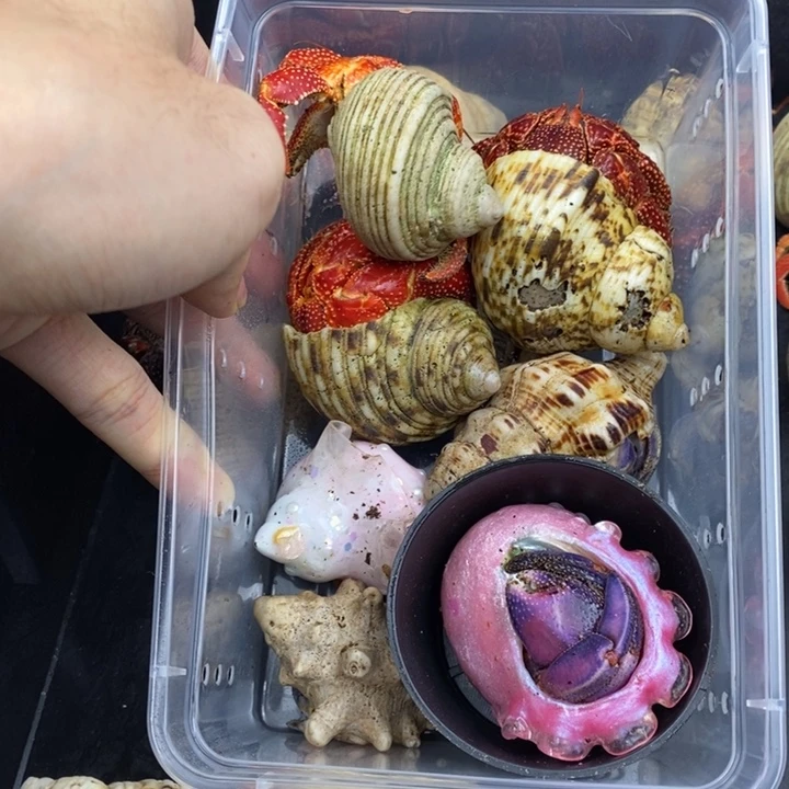 8***阿7只寄居蟹套餐1K包活到家