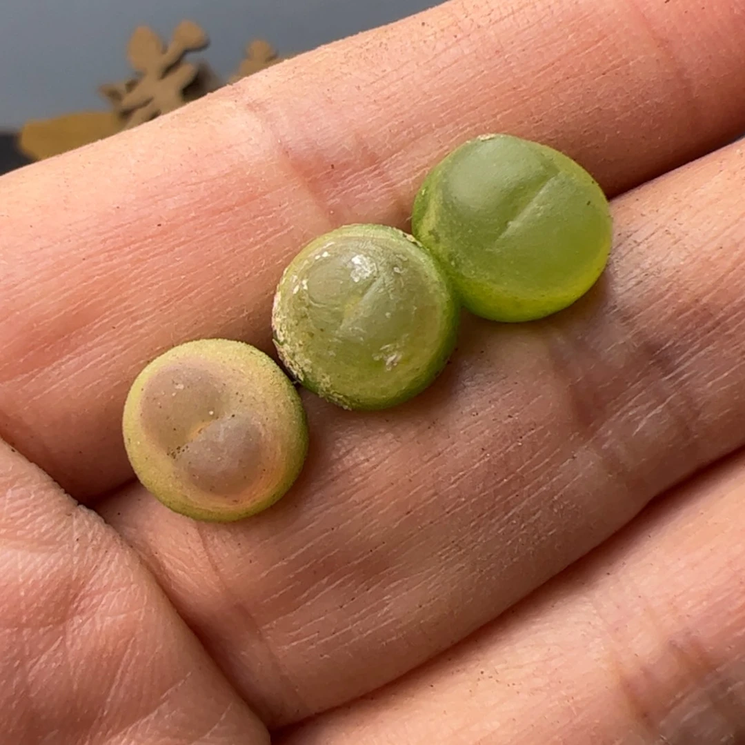 【闪购商品】00000022拉登