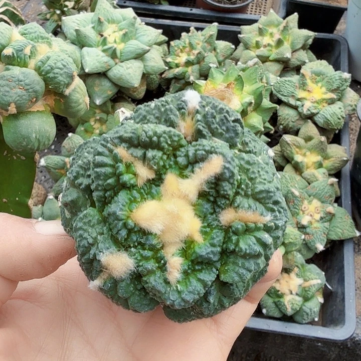 无花朵458大尤龟甲怒涛牡丹