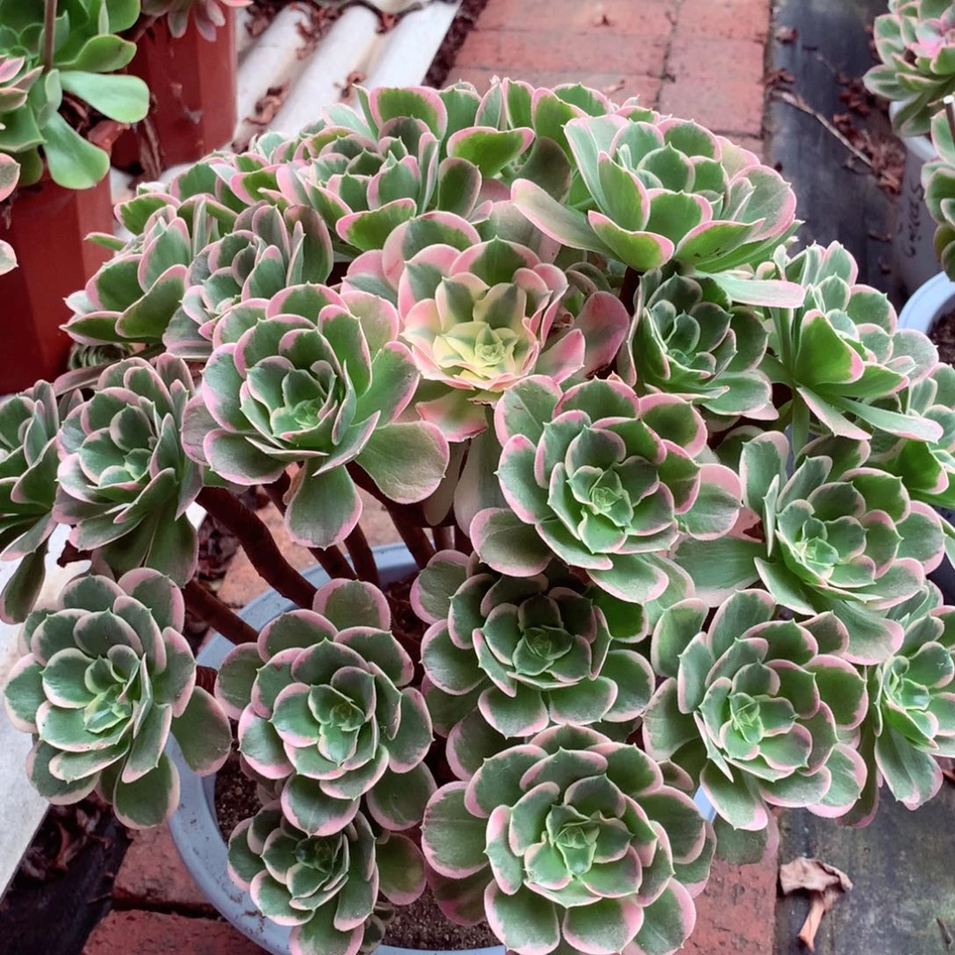 大白凤，多肉植物的