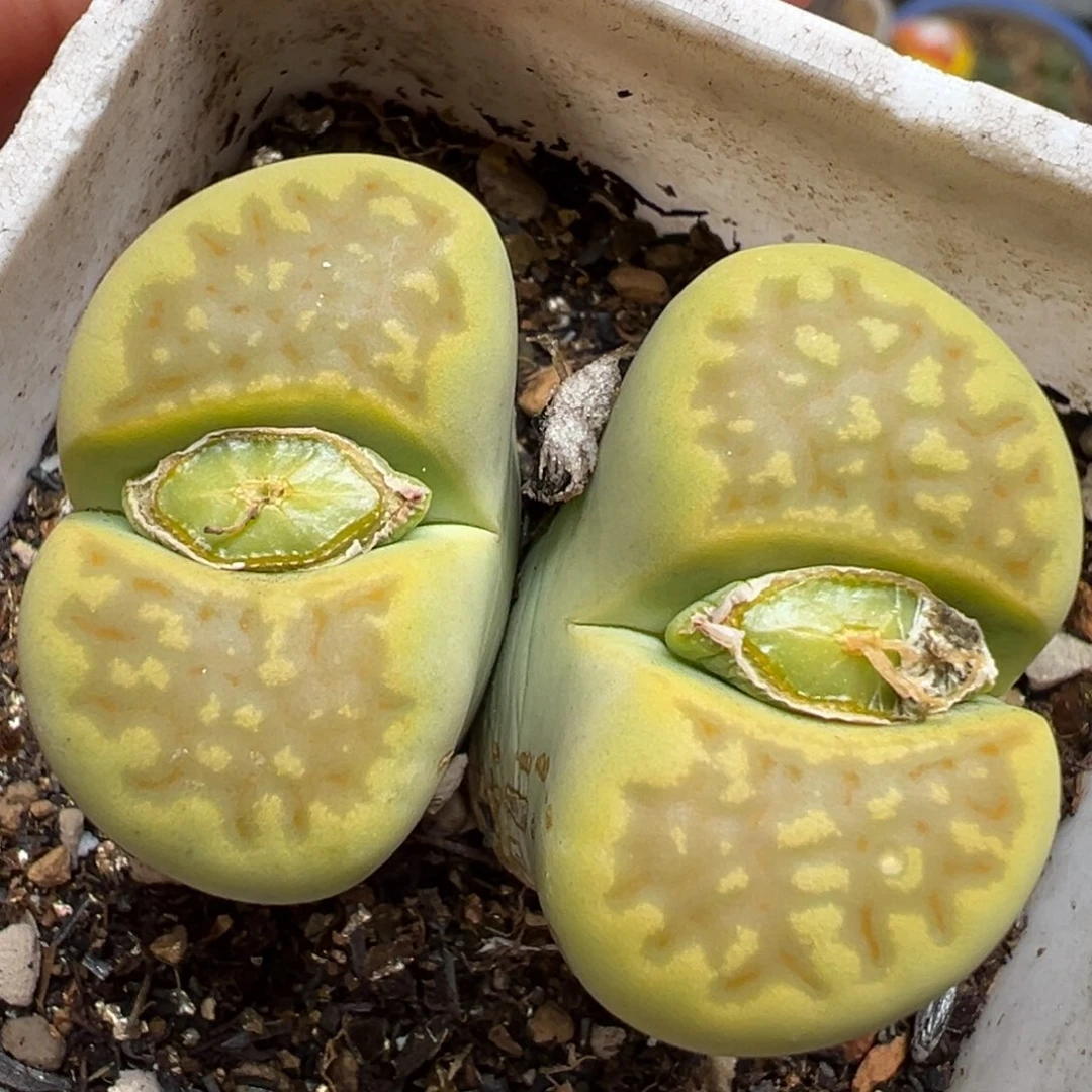 黄金巴黎多肉植物百科