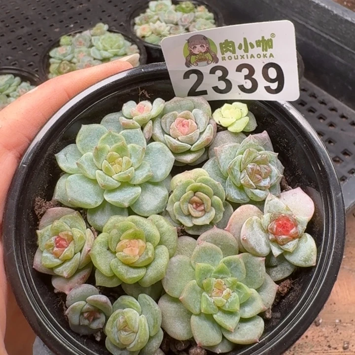 多肉植物多肉植物