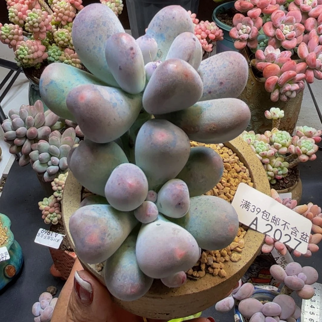 米可奶酪2027/9cm多肉