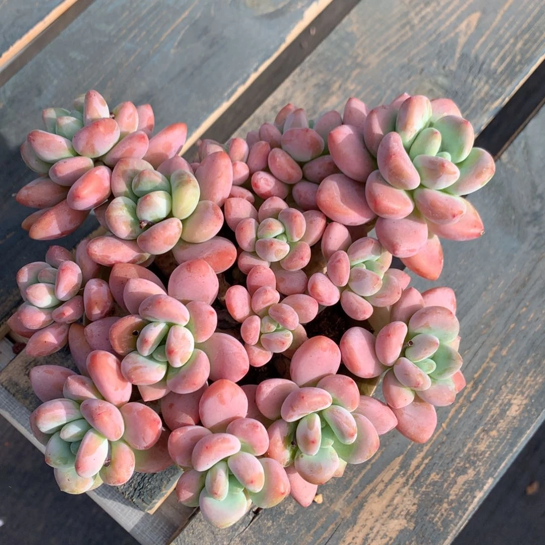 红洛神老桩一物一拍