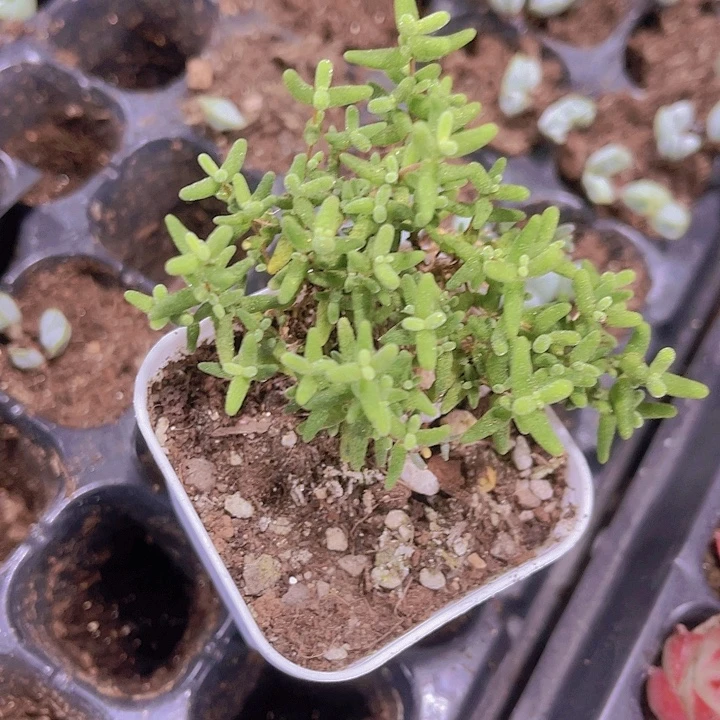 无名氏枝干带盆土发